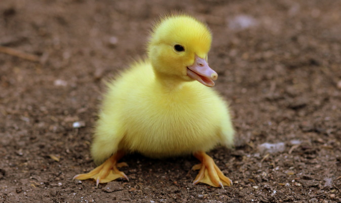 A duck