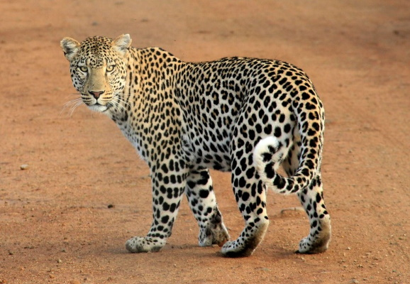 A leopard