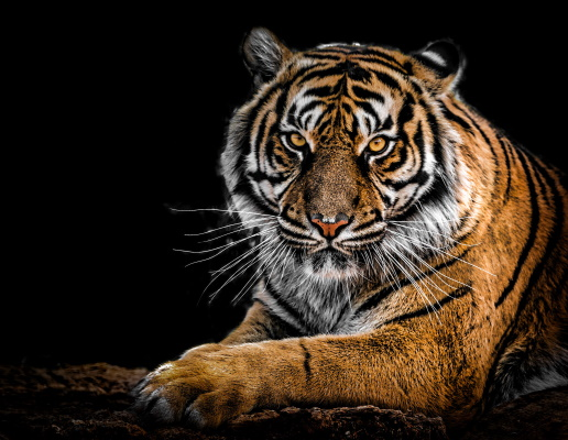 A tiger